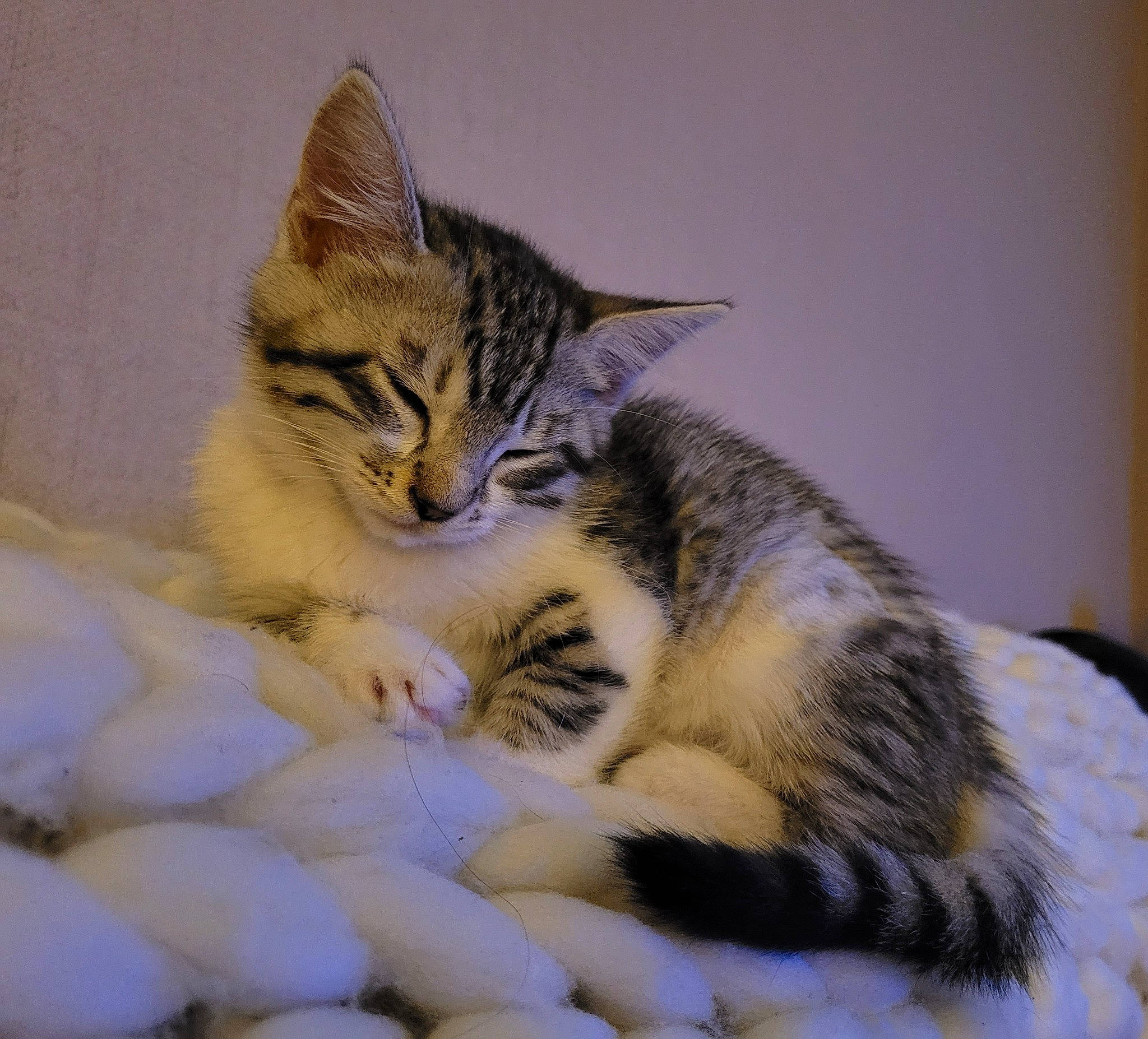 Pickle joined the competition — help win amazing prizes! carnivore, cat, claw, comfort, domestic_short_haired_cat, felidae, foot, fur, nap, paw, sitting, small_to_medium_sized_cats, snout, tail, terrestrial_animal, toe, whiskers, wildlife