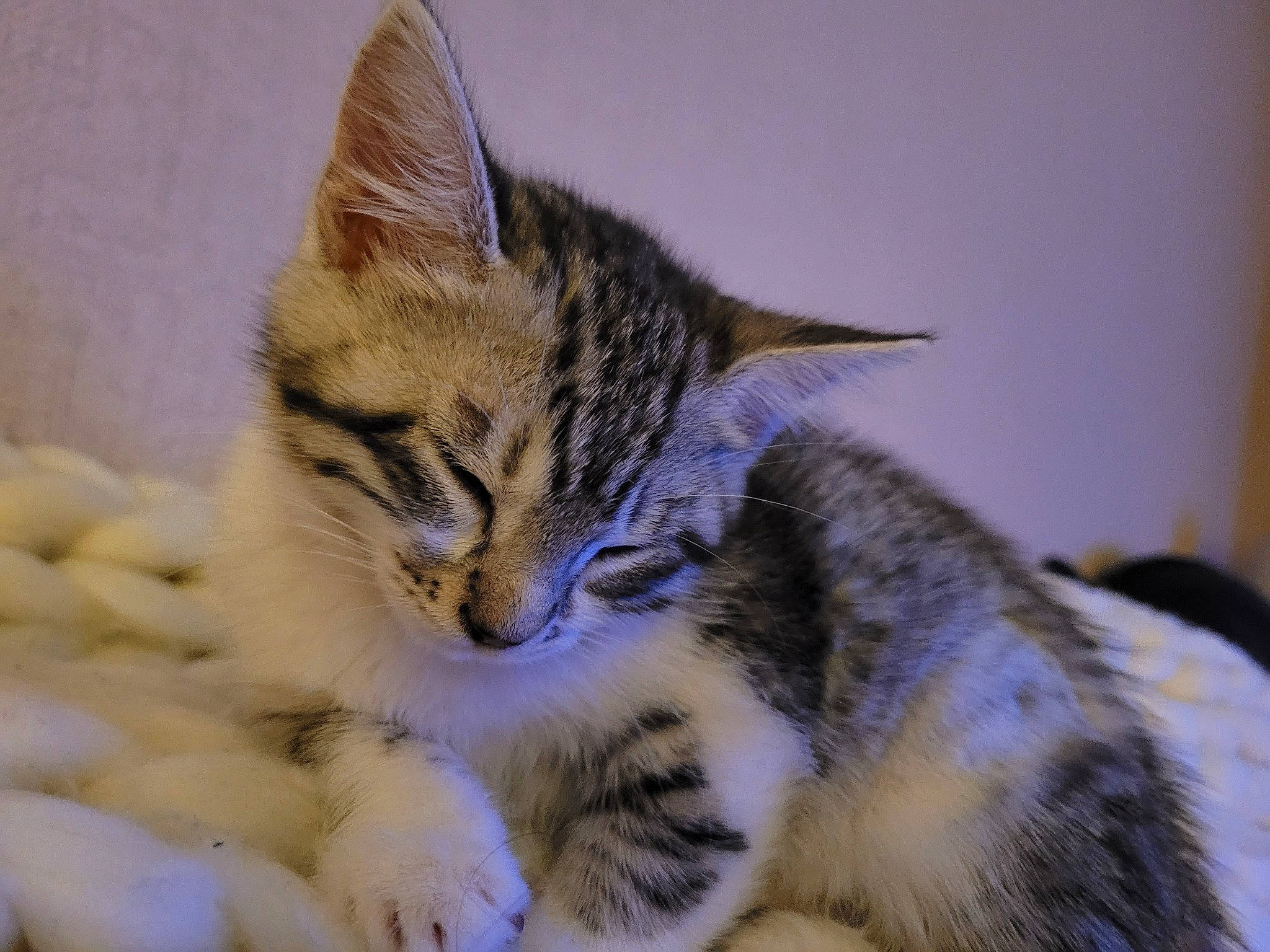 Pickle is registered to the contest to win money with this photo: carnivore, cat, claw, comfort, domestic_short_haired_cat, eye, felidae, fur, paw, sitting, small_to_medium_sized_cats, snout, tail, terrestrial_animal, whiskers, wildlife