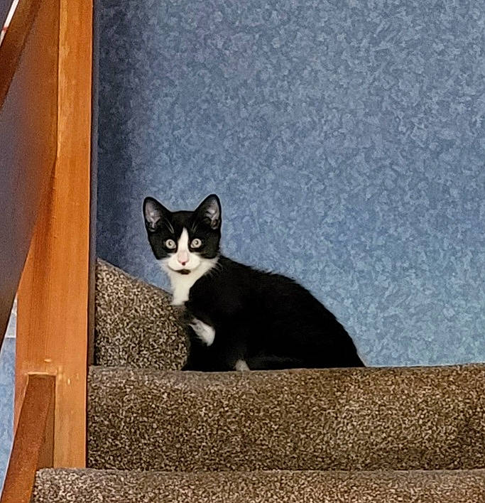 Spud is registered to the contest to win money with this photo: box, carnivore, cat, domestic_short_haired_cat, felidae, fur, grey, rectangle, road_surface, sand, sitting, small_to_medium_sized_cats, snout, stairs, tail, tints_and_shades, tree, whiskers, window, wood