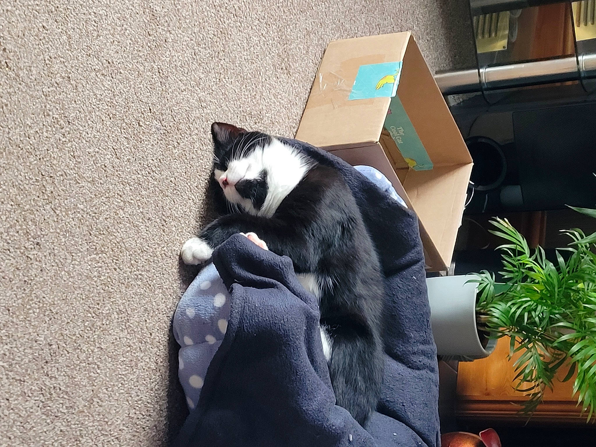 Spud joined the competition — help win amazing prizes! carnivore, cat, comfort, companion_dog, domestic_short_haired_cat, felidae, flowerpot, fur, grass, grey, houseplant, panda, plant, road_surface, shipping_box, small_to_medium_sized_cats, snout, tail, terrestrial_animal, whiskers