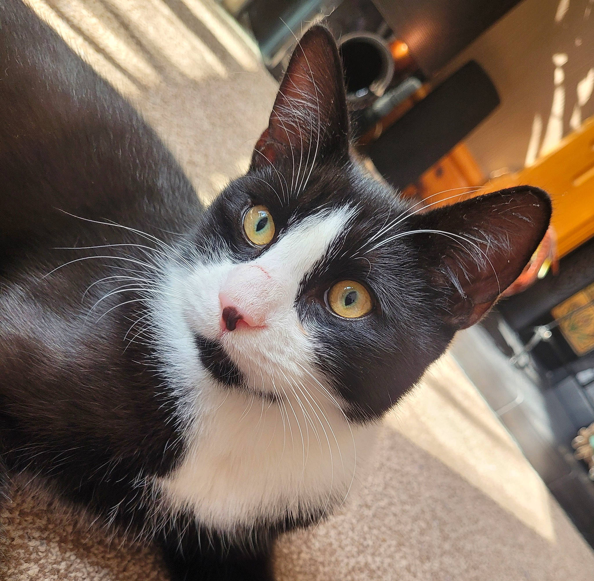 Spud joined the competition — help win amazing prizes! carnivore, cat, claw, comfort, domestic_short_haired_cat, eye, felidae, fur, head, human_body, paw, small_to_medium_sized_cats, snout, tail, terrestrial_animal, whiskers, window