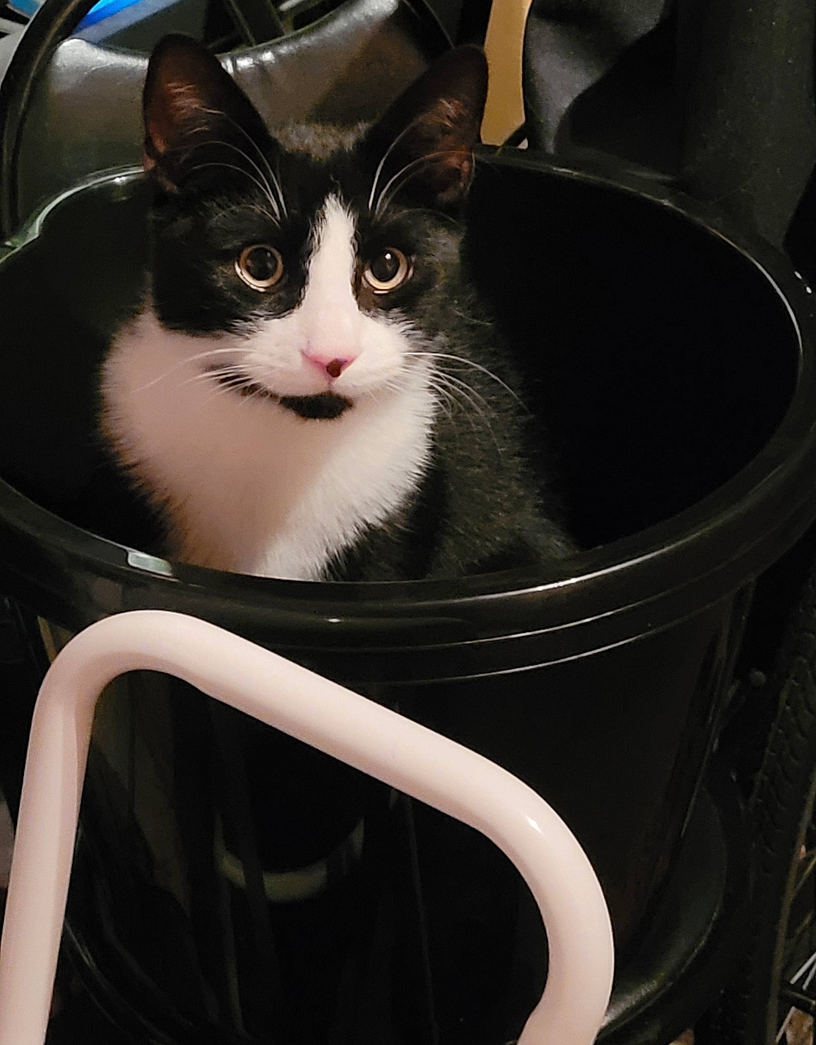 Spud joined the competition — help win amazing prizes! audio_equipment, automotive_design, box, cardboard, carnivore, cat, cat_supply, comfort, domestic_short_haired_cat, eye, felidae, fur, packaging_and_labeling, pet_supply, sitting, small_to_medium_sized_cats, waste_container, waste_containment, whiskers
