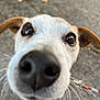dog, close_up, curious, nose, whiskers, outdoor, pavement, ears, brown, white, pet, animal, leash, snout, eyes, face, canine, funny_angle, daylight, adorable