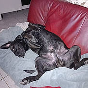 Tayson a rejoint le concours — aidez-le/la à gagner de superbes lots ! dog, black_dog, couch, red_couch, blanket, indoor, tile_floor, relaxed, pet, canine, lying_down, paw, ear, fur, sleepy, domestic_animal, companion, resting, living_room, cute