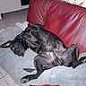 dog, black_dog, couch, red_couch, blanket, indoor, tile_floor, relaxed, pet, canine, lying_down, paw, ear, fur, sleepy, domestic_animal, companion, resting, living_room, cute