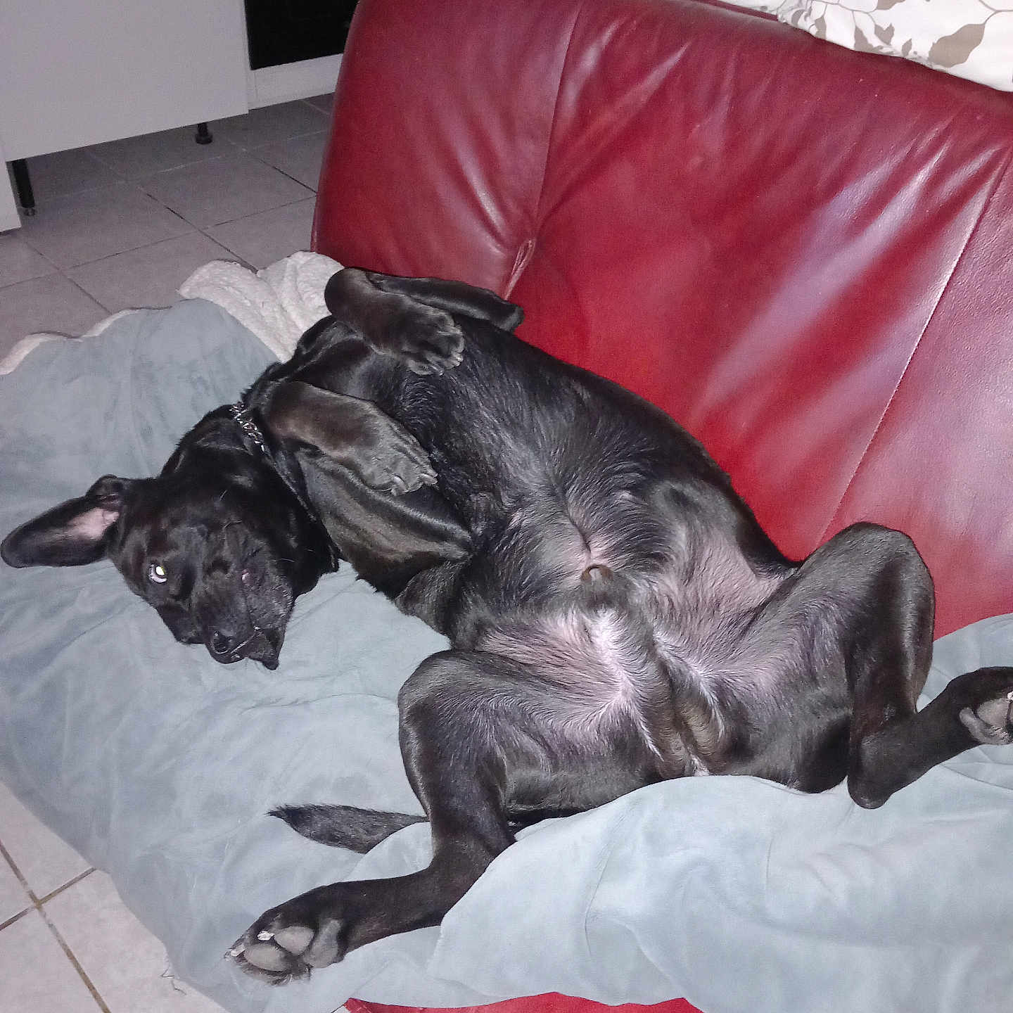 Tayson a rejoint le concours — aidez-le/la à gagner de superbes lots ! dog, black_dog, couch, red_couch, blanket, indoor, tile_floor, relaxed, pet, canine, lying_down, paw, ear, fur, sleepy, domestic_animal, companion, resting, living_room, cute