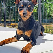 Vaya a rejoint le concours — aidez-le/la à gagner de superbes lots ! dog, pet, outdoor, cushion, black_and_tan, miniature_pinscher, animal, fence, sunlight, ears_up, portrait, relaxed, canine, fur, paw, nature, grass, daylight, resting, small_dog