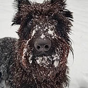 Omalley is registered to the contest to win money with this photo: dog, snow, winter, outdoor, portrait, shaggy_fur, dark_fur, beard, snow_covered, standing, front_view, closeup, animal, pet, canine, snowy_background, fluffy, wet_fur, nature, funny_expression
