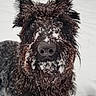 dog, snow, winter, outdoor, portrait, shaggy_fur, dark_fur, beard, snow_covered, standing, front_view, closeup, animal, pet, canine, snowy_background, fluffy, wet_fur, nature, funny_expression