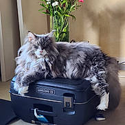 Paco a rejoint le concours — aidez-le/la à gagner de superbes lots ! cat, fluffy, gray, white, suitcase, indoor, flowers, vase, relaxed, pet, animal, feline, fur, home, resting, travel, luggage, greenery, plant, cozy