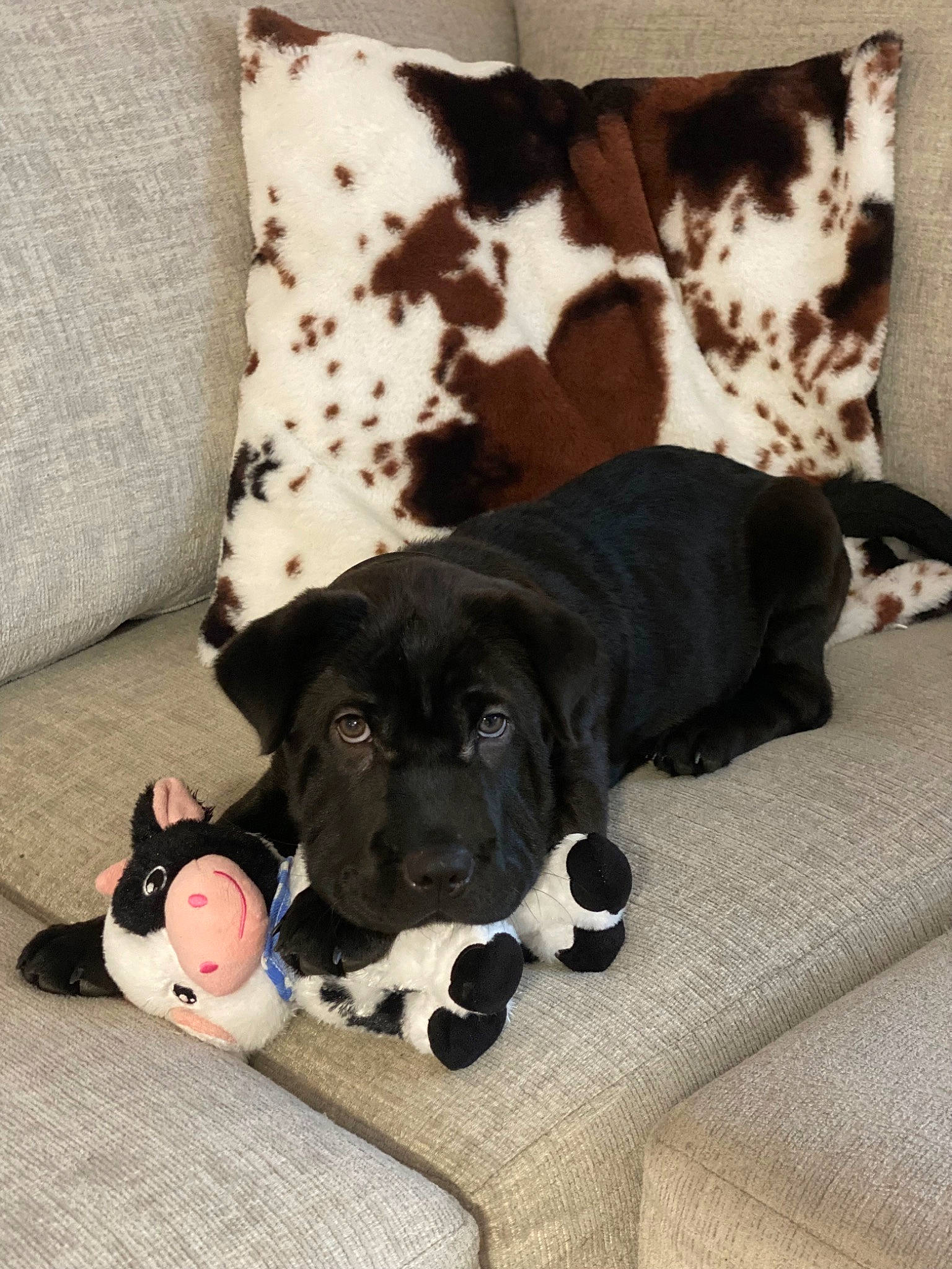 Loretta joined the competition — help win amazing prizes! canidae, carmine, carnivore, comfort, companion_dog, dog, dog_breed, dog_supply, fawn, fur, grey, linens, mammal, pet_supply, pillow, snout, sporting_group, vertebrate, white, working_animal