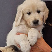 Appy participe au concours pour gagner de l'argent avec cette photo : puppy, dog, golden_retriever, animal, pet, cute, fluffy, fur, paw, hand, bracelet, person, sniffing, closeup, indoor, companion, affection, mammal, friendship, holding