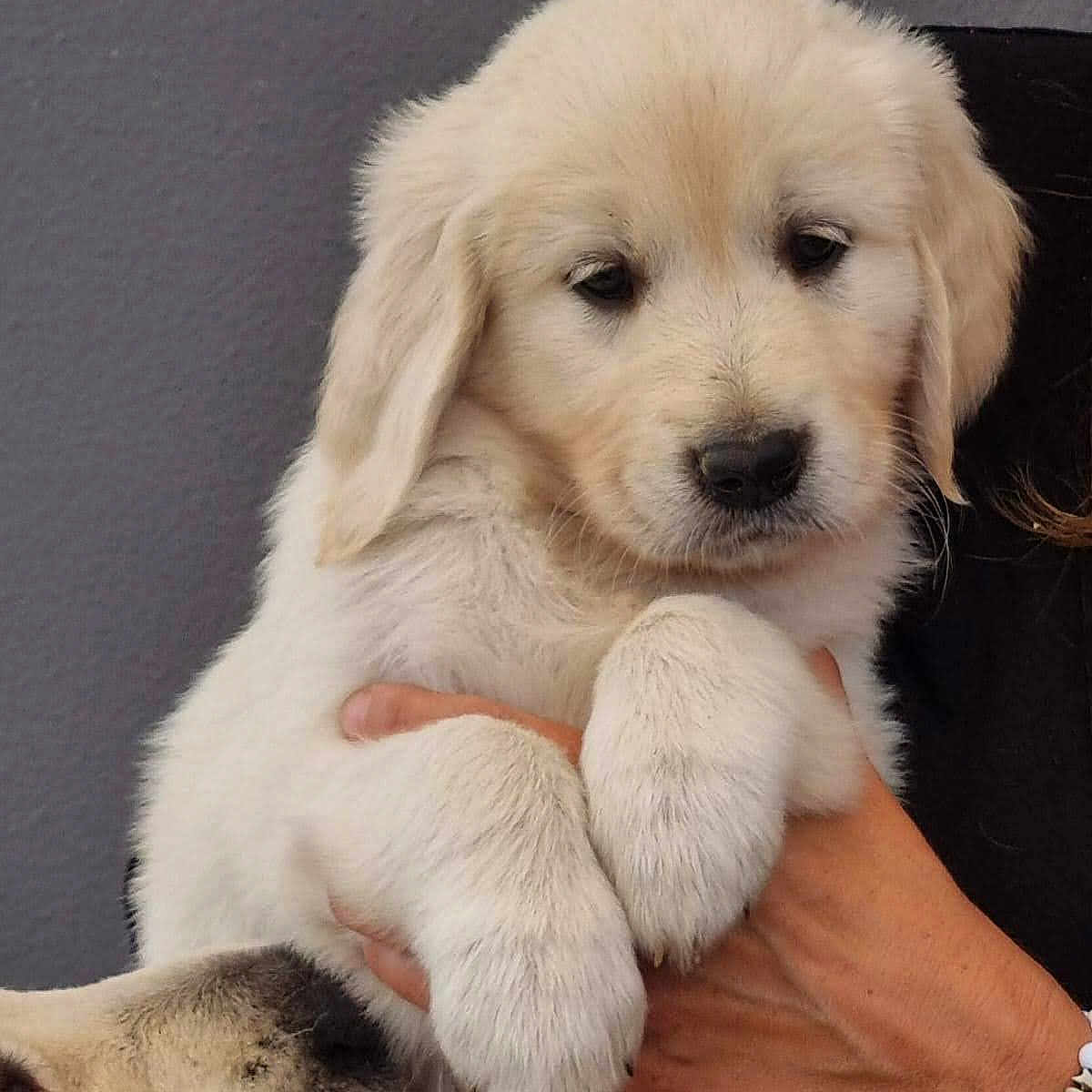 Appy participe au concours pour gagner de l'argent avec cette photo : affection, animal, bracelet, closeup, companion, cute, dog, fluffy, friendship, fur, golden_retriever, hand, holding, indoor, mammal, paw, person, pet, puppy, sniffing