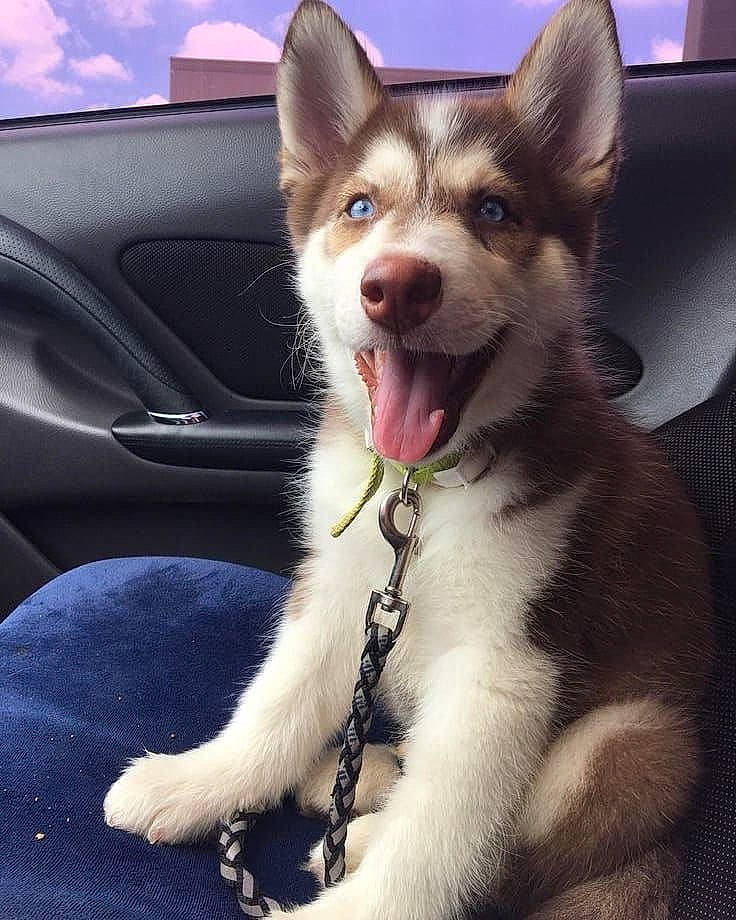 Zouloubou participe au concours pour gagner de l'argent avec cette photo : auto_part, car, carnivore, collar, companion_dog, dog, dog_breed, dog_collar, foot, fur, happy, plant, sky, snout, vehicle, vehicle_door, whiskers, window, windshield, working_animal