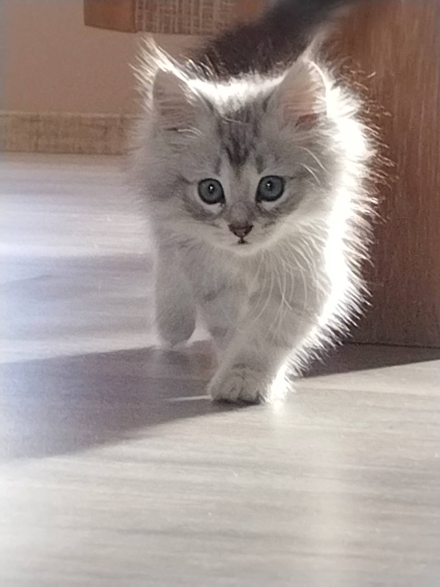 Ruby participe au concours pour gagner de l'argent avec cette photo : british_longhair, carnivore, cat, claw, domestic_short_haired_cat, eye, fawn, felidae, floor, flooring, fur, hardwood, monochrome_photography, paw, photo_caption, small_to_medium_sized_cats, snout, tail, whiskers, wood
