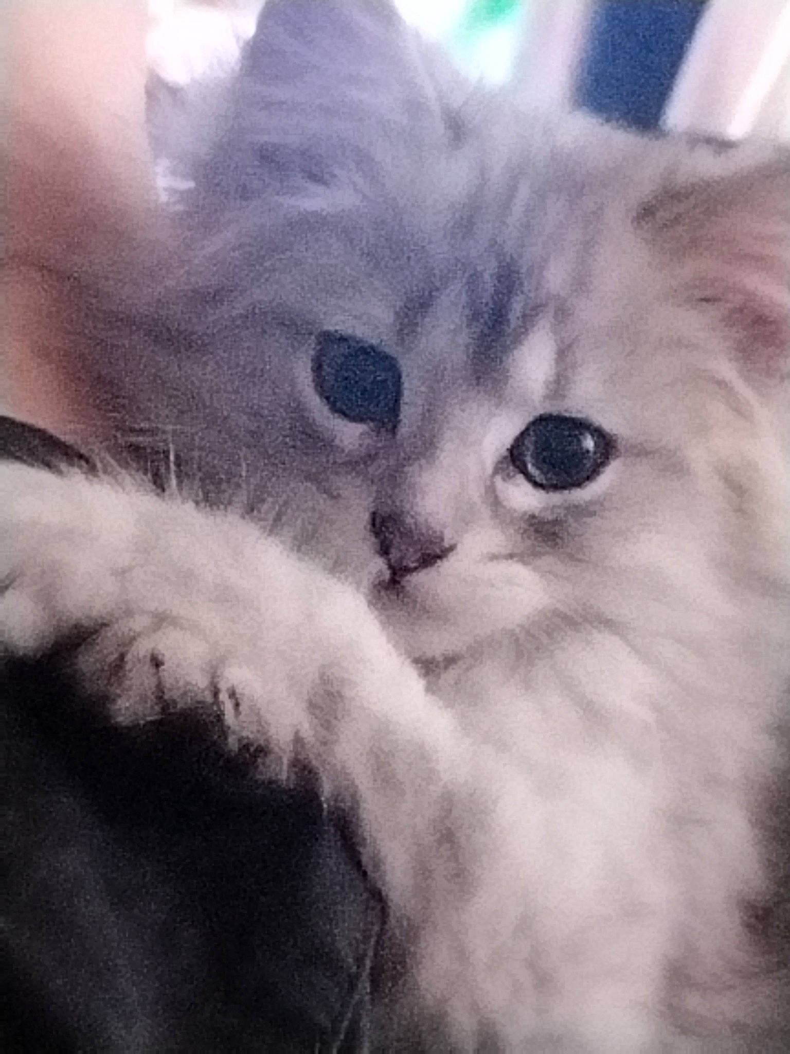 Ruby participe au concours pour gagner de l'argent avec cette photo : art, british_longhair, carnivore, cat, close_up, cloud, comfort, domestic_short_haired_cat, felidae, fur, meteorological_phenomenon, paw, ragdoll, small_to_medium_sized_cats, snout, square, terrestrial_animal, whiskers, window