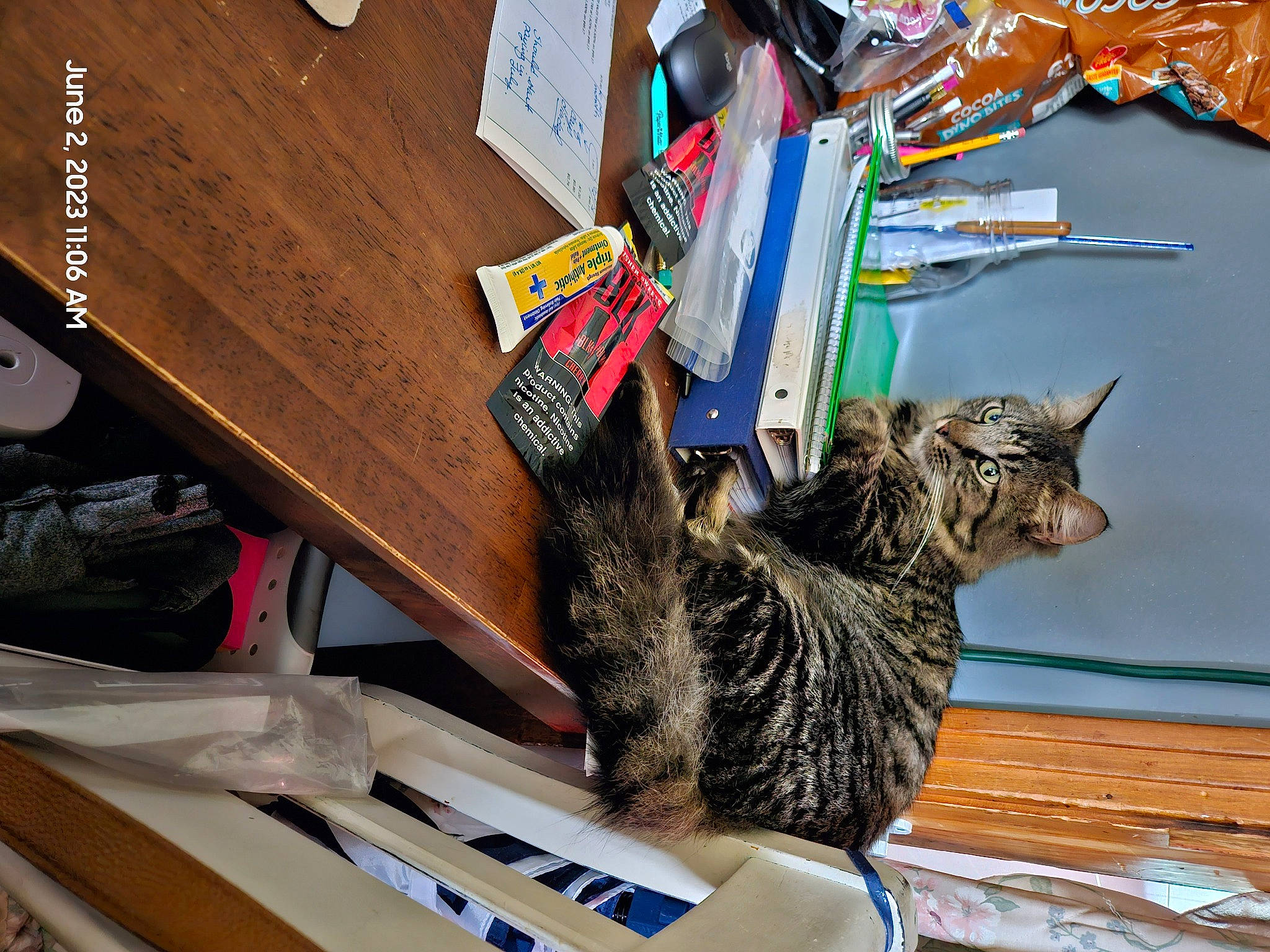 Tabby is registered to the contest to win money with this photo: art, basket, box, carnivore, cat, domestic_short_haired_cat, felidae, fur, paper, paper_product, publication, room, small_to_medium_sized_cats, tail, visual_arts, whiskers, wood