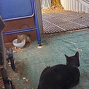 Sha is registered to the contest to win money with this photo: cat, black_cat, squirrel, animal, outdoor, green_carpet, bowl, chair, garden_tools, leaves, porch, shed, purple_collar, watching, floor, nature, wildlife, pet, curious, quiet