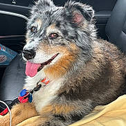 Molly is registered to the contest to win money with this photo: animal, black, blanket, brown, car_interior, close_up, collar, companion, dog, ears_up, fluffy, furry, happy, indoor, leash, pet, relaxed, seat, tongue_out, white