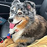 animal, black, blanket, brown, car_interior, close_up, collar, companion, dog, ears_up, fluffy, furry, happy, indoor, leash, pet, relaxed, seat, tongue_out, white
