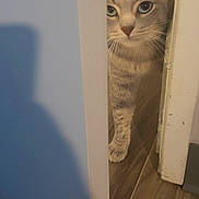 Unique joined the competition — help win amazing prizes! cat, tabby_cat, pet, animal, face, eyes, whiskers, ears, paw, peeking, doorway, door, indoor, hallway, wood_floor, blue_wall, home, curious, portrait, vertical_photo