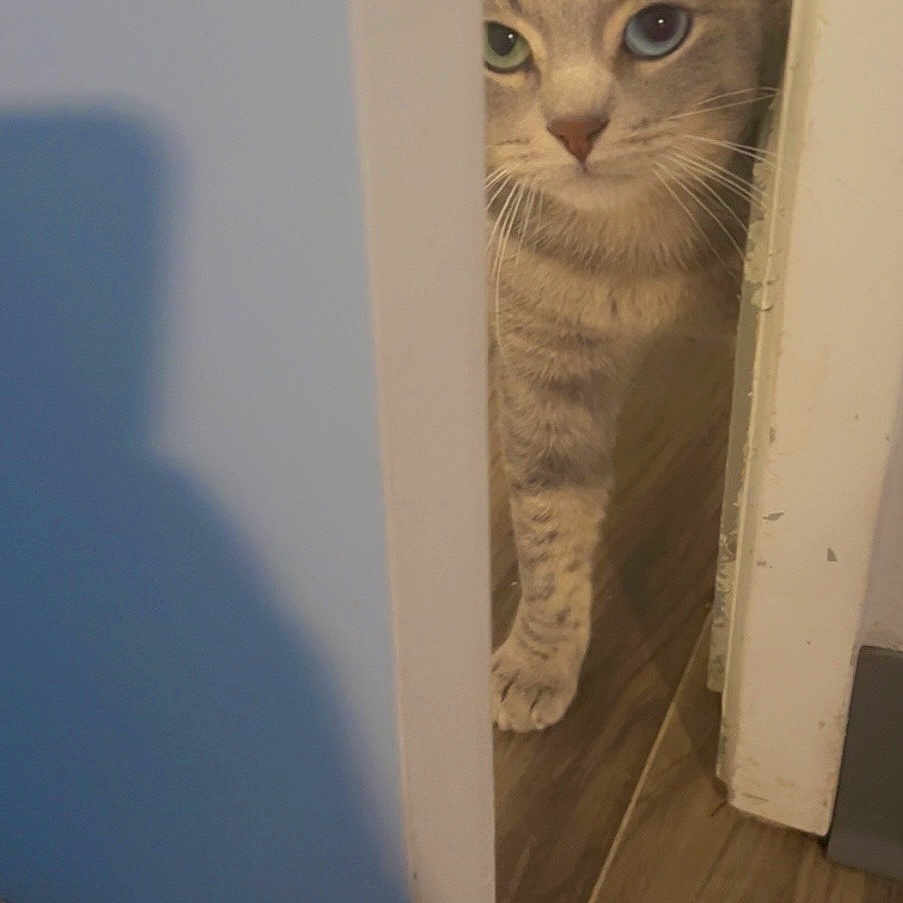 Unique joined the competition — help win amazing prizes! cat, tabby_cat, pet, animal, face, eyes, whiskers, ears, paw, peeking, doorway, door, indoor, hallway, wood_floor, blue_wall, home, curious, portrait, vertical_photo