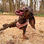 Aloha participe au concours pour gagner de l'argent avec cette photo : dog, puppy, dachshund, stick, chewing, outdoors, park, forest, harness, leash, tongue, snout, ear, gravel, ground, close_up, playful, brown, nature, portrait