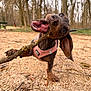 dog, puppy, dachshund, stick, chewing, outdoors, park, forest, harness, leash, tongue, snout, ear, gravel, ground, close_up, playful, brown, nature, portrait
