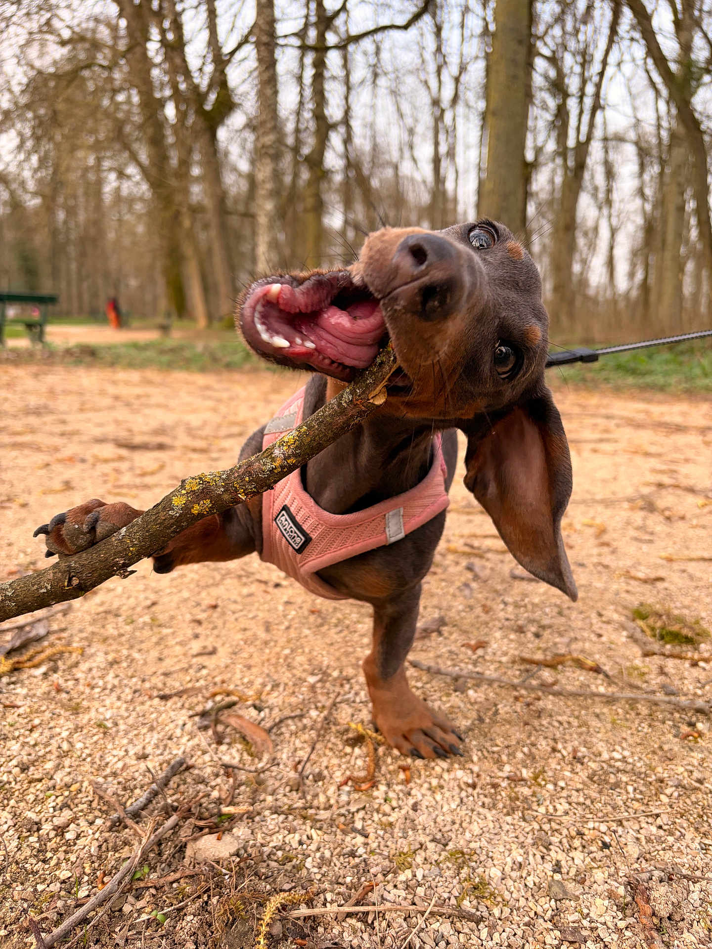 Aloha participe au concours pour gagner de l'argent avec cette photo : dog, puppy, dachshund, stick, chewing, outdoors, park, forest, harness, leash, tongue, snout, ear, gravel, ground, close_up, playful, brown, nature, portrait