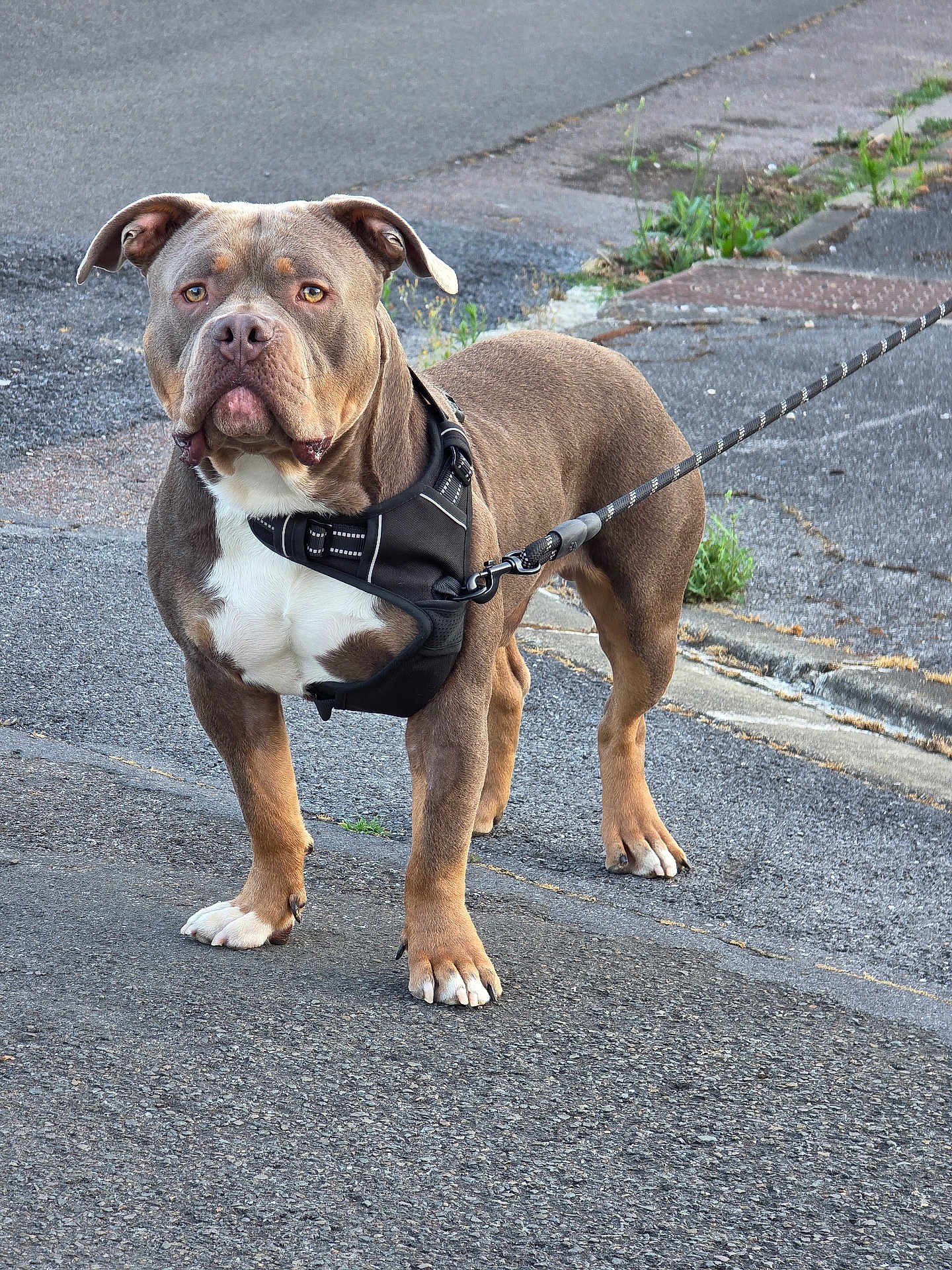 Venom participe au concours pour gagner de l'argent avec cette photo : dog, canine, pet, leash, harness, street, pavement, sidewalk, outdoor, animal, brown_fur, white_chest, alert, standing, ears, paw, road, nature, grass, walking