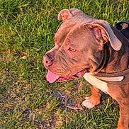 Venom a rejoint le concours — aidez-le/la à gagner de superbes lots ! dog, canine, pet, outdoor, grass, sunlight, tongue, happy, brown_coat, ears, nose, paws, animal, nature, daylight, leash, muzzle, side_view, friendly, playful