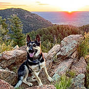 Ruger joined the competition — help win amazing prizes! animal, canine, dog, grass, husky, land, landscape, nature, outdoors, pet, plant, puppy, rock, sky, sunrise, sunset, tree, vegetation, wilderness, woodland