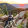animal, canine, dog, grass, husky, land, landscape, nature, outdoors, pet, plant, puppy, rock, sky, sunrise, sunset, tree, vegetation, wilderness, woodland