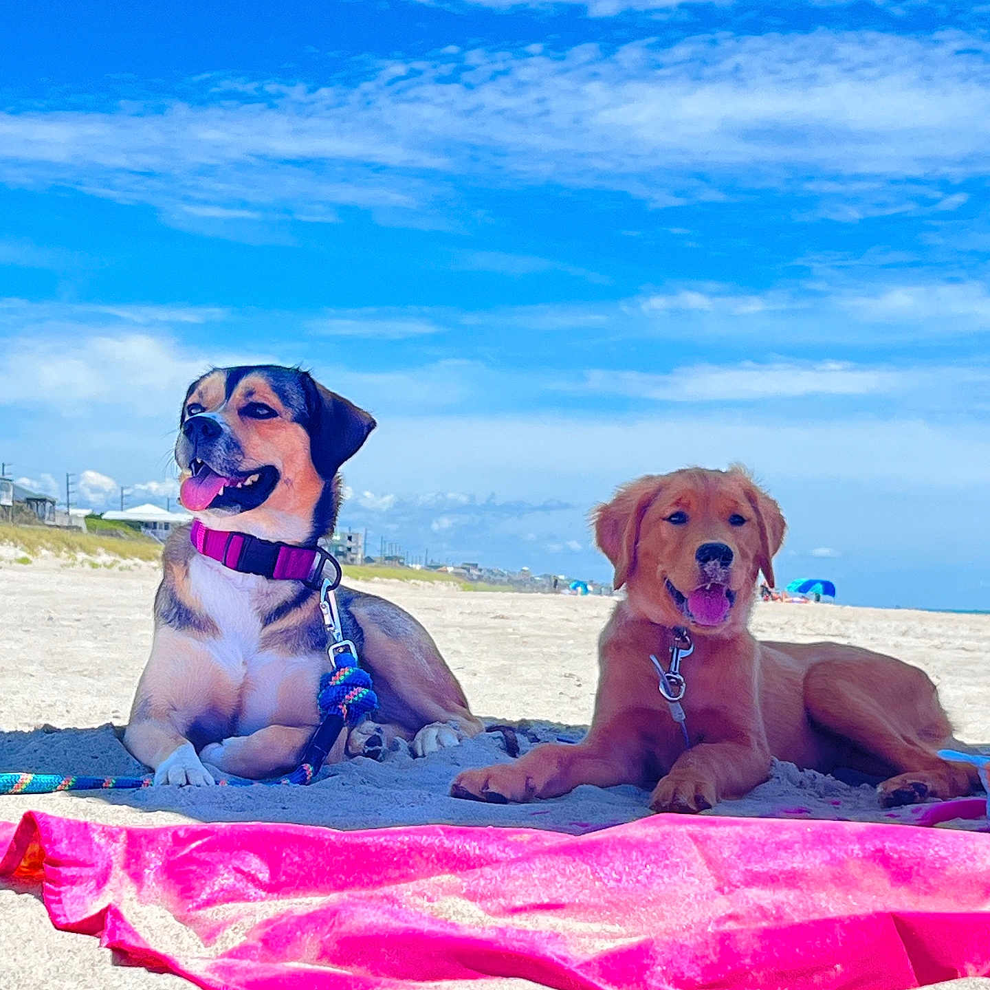 Toast joined the competition — help win amazing prizes! accessories, animal, back, beach, bodypart, canine, clothing, coast, dog, hound, nature, outdoors, person, pet, sea, shoreline, summer, sunglasses, swimwear, water