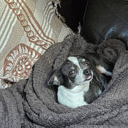 Mambo a rejoint le concours — aidez-le/la à gagner de superbes lots ! animal, black_and_white, blanket, comfort, couch, cozy, cute, dog, fabric, home, indoor, leather, pet, pillow, relaxing, resting, small_dog, texture, tongue_out, wrapped