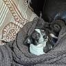 animal, black_and_white, blanket, comfort, couch, cozy, cute, dog, fabric, home, indoor, leather, pet, pillow, relaxing, resting, small_dog, texture, tongue_out, wrapped