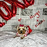 dog, small_dog, yorkshire_terrier, pet, cute, fluffy_blanket, red_bow, red_dress, balloon_letters, newspaper_background, indoor, portrait, animal, valentines, love, hugs, kisses, cozy, decor, posing