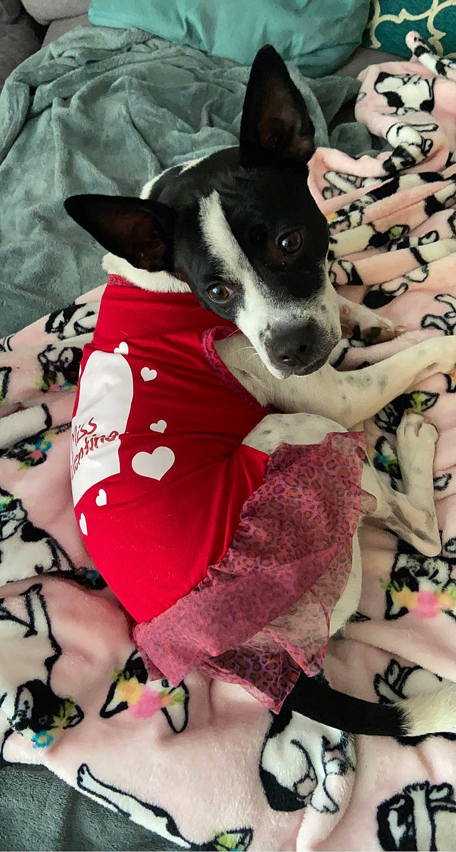 Chloe is registered to the contest to win money with this photo: canidae, carmine, carnivore, collar, comfort, companion_dog, dog, dog_breed, dog_supply, fawn, linens, mcnab, pattern, paw, snout, sporting_group, toy_dog, whiskers, white, working_animal