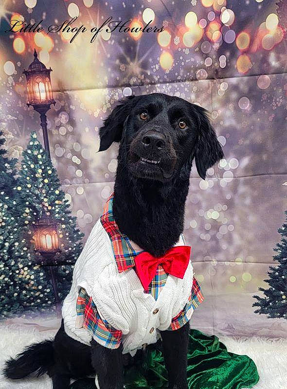 Astro is registered to the contest to win money with this photo: canidae, carnivore, christmas_tree, collar, companion_dog, dog, dog_breed, dog_collar, dog_supply, event, fawn, fur, hat, holiday, pet_supply, snout, sporting_group, tree, winter, working_animal