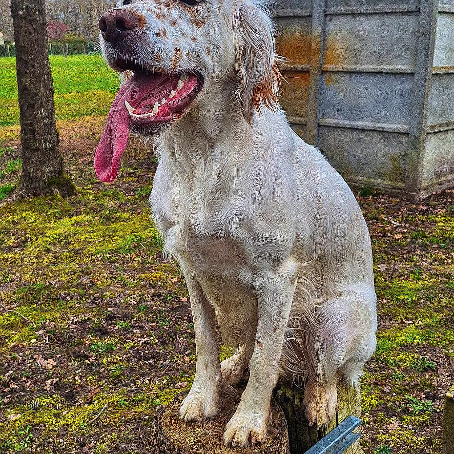 Vanille a rejoint le concours — aidez-le/la à gagner de superbes lots ! animal, bare_trees, canine, daytime, dog, fur, grass, happy, moss, nature, outdoor, pet, playful, rural, shed, sitting, tongue, tongue_out, tree_stump, wood