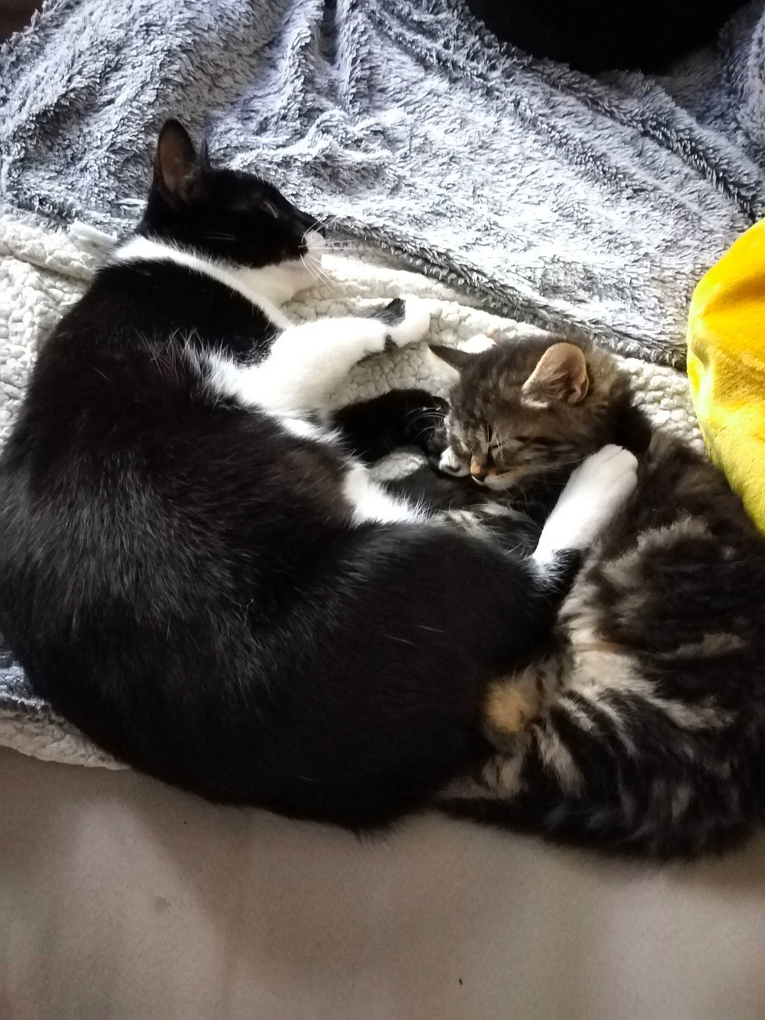 Simba a rejoint le concours — aidez-le/la à gagner de superbes lots ! canidae, carnivore, cat, claw, comfort, dog_breed, domestic_short_haired_cat, felidae, fur, grey, linens, nap, paw, small_to_medium_sized_cats, snout, sporting_group, tail, vehicle, whiskers, wood