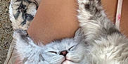 Henry is registered to the contest to win money with this photo: kitten, sleeping, fluffy, gray, cat, paw, resting, cute, pet, cozy, human_arm, blanket, feline, fur, relaxed, indoors, nap, animal, companionship, comfort