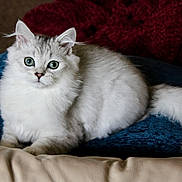 Henry joined the competition — help win amazing prizes! cat, fluffy, blue_eyes, white_fur, gray_fur, cushion, blue_cushion, red_blanket, indoor, pet, feline, animal, resting, cute, curious, soft_texture, close_up, portrait, domestic_cat, relaxed
