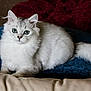 cat, fluffy, blue_eyes, white_fur, gray_fur, cushion, blue_cushion, red_blanket, indoor, pet, feline, animal, resting, cute, curious, soft_texture, close_up, portrait, domestic_cat, relaxed