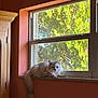 cat, windowsill, window, indoor, pet, feline, fluffy, white_cat, tail, greenery, tree, nature, sunlight, relaxed, cozy, home, interior, animal, resting, looking