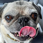 Mochoa joined the competition — help win amazing prizes! brown_eyes, canine, car_interior, close_up, collar, dog, expression, face, fur, mouth, nose, pet, pug, seat, smile, teeth, tongue, tongue_out, whiskers, wrinkles