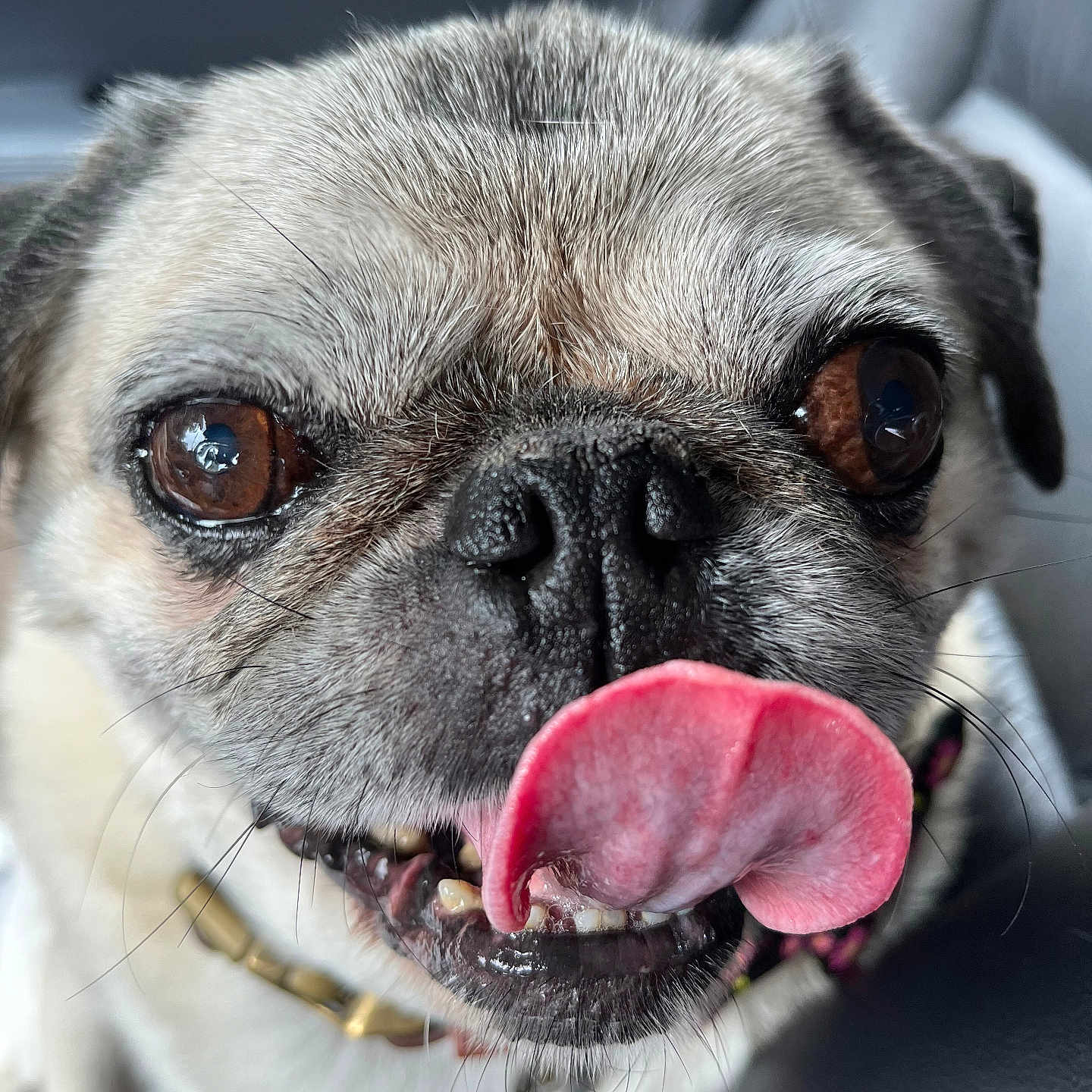 Mochoa joined the competition — help win amazing prizes! brown_eyes, canine, car_interior, close_up, collar, dog, expression, face, fur, mouth, nose, pet, pug, seat, smile, teeth, tongue, tongue_out, whiskers, wrinkles