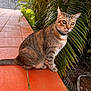 cat, tabby_cat, pet, animal, outdoor, greenery, palm_leaves, red_tiles, collar, sitting, alert, fur, whiskers, nature, garden, daylight, curious, closeup, mammal, side_view