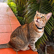 Pénélope participe au concours pour gagner de l'argent avec cette photo : cat, tabby, animal, pet, collar, orange_tiles, greenery, palm_leaves, outdoor, curious, feline, whiskers, sitting, nature, closeup, eyes, fur, side_view, daylight, background