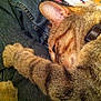 cat, tabby, sleeping, fur, paw, denim, clothing, indoor, relaxed, pet, animal, closeup, nap, feline, collar, striped, cozy, resting, human_lap, casual